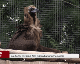 Sup hnědý ze zlínské zoo míří do bulharského pohoří