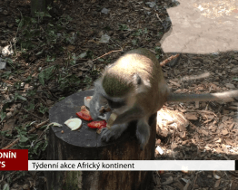 Týdenní akce Africký kontinent v hodonínské zoo