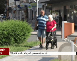 Výcvik vodicích psů pro nevidomé