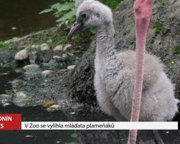 V zoo se vylíhla mláďata plameňáků 