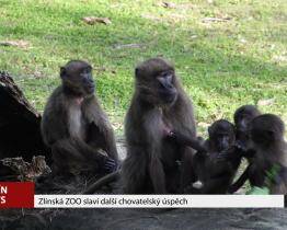 Zlínská zoo slaví další chovatelský úspěch