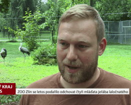 Zoo Zlín se letos podařilo odchovat čtyři mláďata jeřába laločnatého