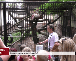 Komentované krmení jaguárů v hodonínské zoo