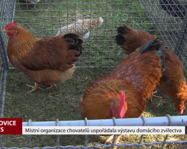 Místní organizace chovatelů uspořádala výstavu domácího zvířectva
