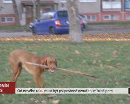 Od nového roku musí být psi povinně označeni mikročipem