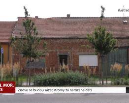 Znovu se budou sázet stromy za narozené děti