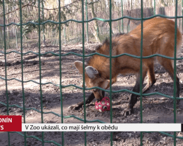 V Zoo Hodonín ukázali, co mají šelmy k obědu
