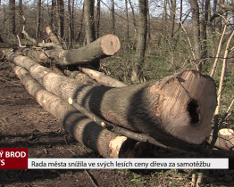 Rada města snížila ve svých lesích ceny dřeva za samotěžbu