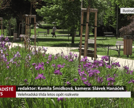 Velehradská třída letos opět rozkvete