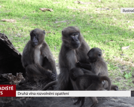 Druhá vlna rozvolnění opatření