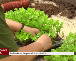 Technické služby provádí jarní výsadbu