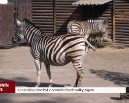 O návštěvu zoo byl v prvních dnech velký zájem