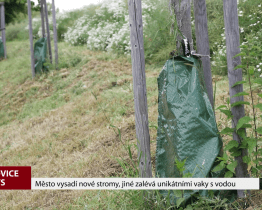 Město vysadí nové stromy, jiné zalévá unikátními vaky s vodou