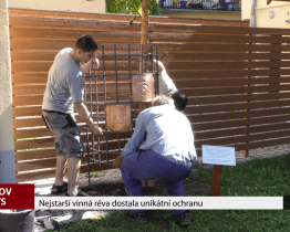 Nejstarší vinná réva dostala unikátní ochranu