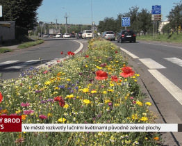 Ve městě rozkvetly lučními květinami původně zelené plochy