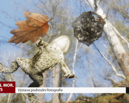 Výstava podvodní fotografie