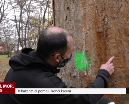 V bažantnici pomalu končí kácení