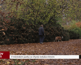 V městském parku se chystá redukce křovin