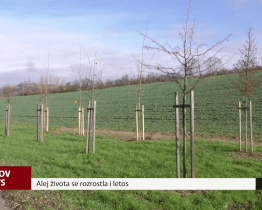 Alej života se rozrostla i letos