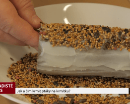 Jak a čím krmit ptáky na krmítku?