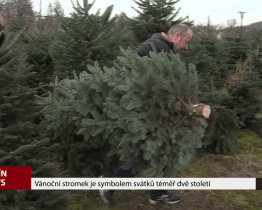 Vánoční stromek je symbolem svátků téměř dvě století