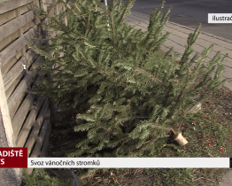 Svoz vánočních stromků