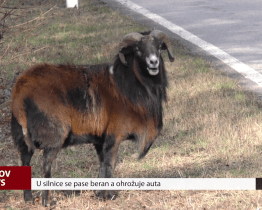 U silnice se pase beran a ohrožuje auta