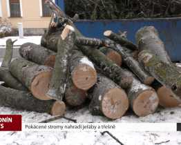 Pokácené stromy nahradí jeřáby a třešně