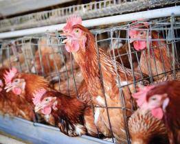 V Osvětimanech bylo potvrzeno další ohnisko ptačí chřipky