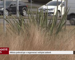 Město pokračuje v regeneraci veřejné zeleně