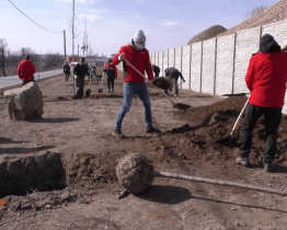 Vjezd do Hodonína zdobí 22 dubů červených