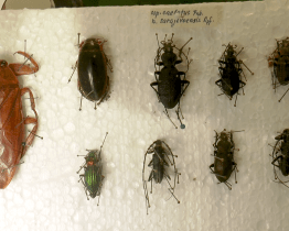 Sezónní výstava na hradě Malenovice je věnována broučkům