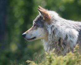 Vlk zabil čtyři ovce, škody proplatí kraj