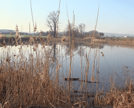 Škrlovecký rybník se začíná proměňovat v rekreační zónu