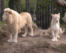 Zoo přišla po uzavření o 2,5 milionu