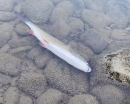 Rožnov daroval 100 tisíc rybářům na likvidaci škod v otrávené Bečvě