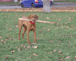 Město nebude rozesílat složenky na poplatky