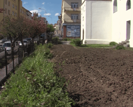 Okolí Chrámu Mistra Jana Husa zkrášlí patronátní stromy