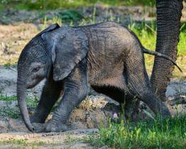 Obrovská radost ve zlínské zoo! Slonici Kali se narodilo zdravé slůně