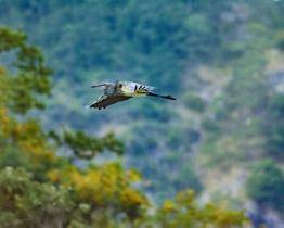 Zlínská zoo zachraňuje jeden z nejohroženějších ptačích druhů planety