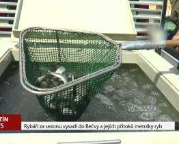 Rybáři za sezonu vysadí do Bečvy a jejích přítoků metráky ryb