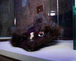 Nechte na hlavě! To je název výstavy, která zdobí prostor Muzea Františka Skopalíka v Záhlinicích. Co skrývá, se dozvíte v následující reportáži.