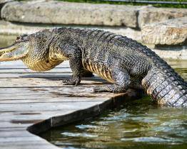 Aligátorky vyrazily na letní prázdniny