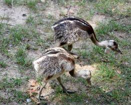 Hodonínské zoo se povedl historický prvoodchov nandua pampového