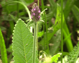 Kraj přispěje na údržbu chráněných území
