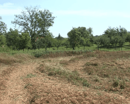 Výsadba nových stromů a dřevin posílí ekosystém krajiny