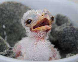 Ve zlínské zoo se podařilo odchovat vzácné hadilovy