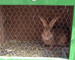 Bartolomějský jarmark zaujal i díky chovatelům