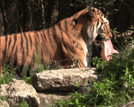 Hodonínští tygři slavili svátek