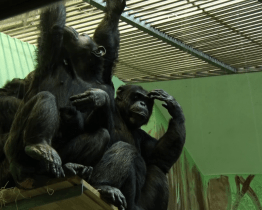 Do Hodonína doputovali brněnští šimpanzi